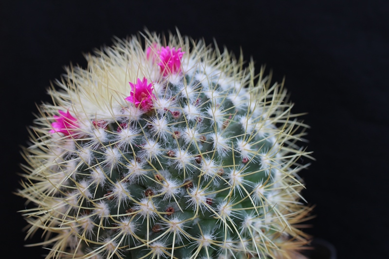 Mammillaria rhodantha v. fulvispina 