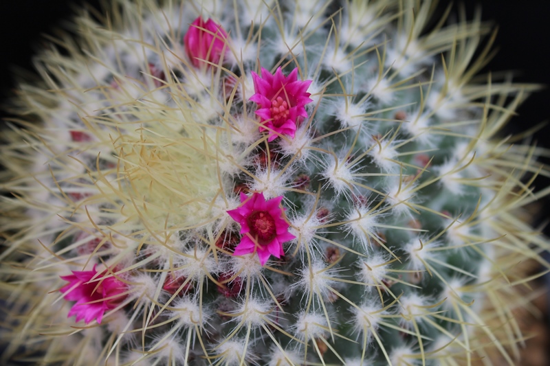 Mammillaria rhodantha v. fulvispina 