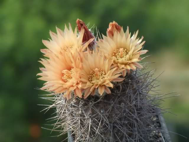 Neochilenia setosiflora 