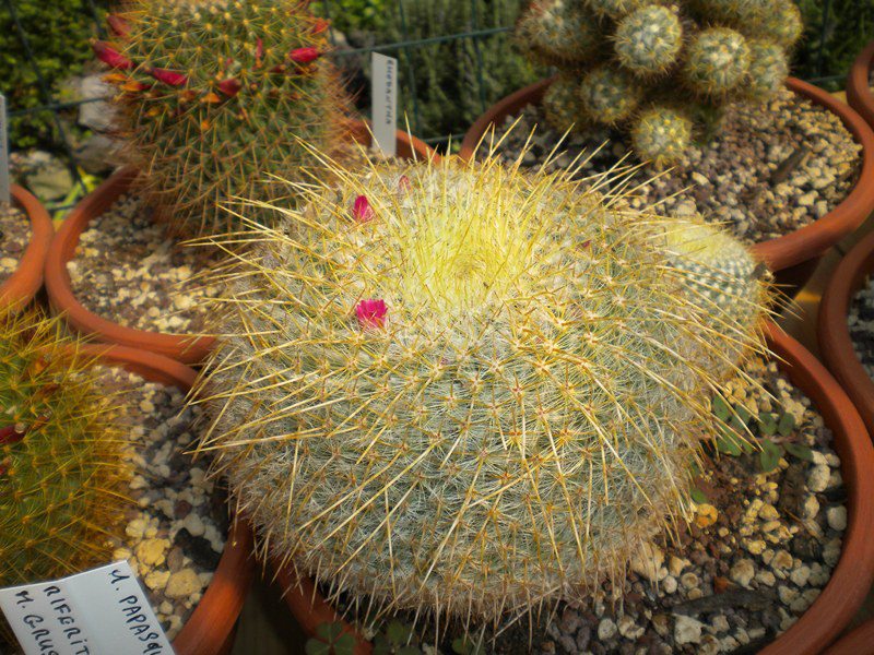 Mammillaria muehlenpfordtii LAU 1488