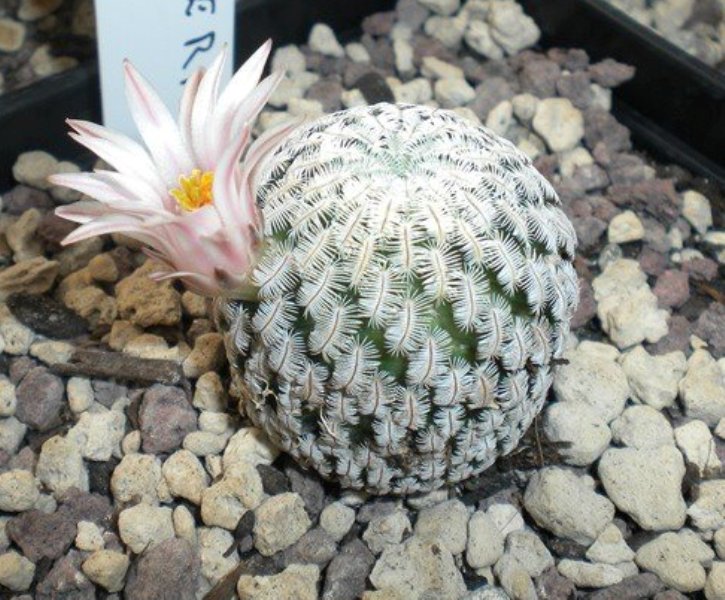 Mammillaria pectinifera 