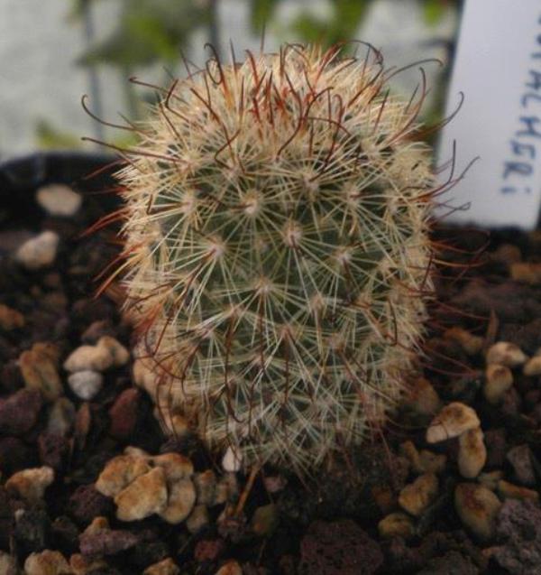 Mammillaria neopalmeri 