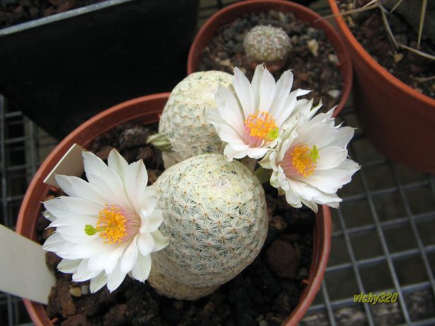 Mammillaria albiflora 