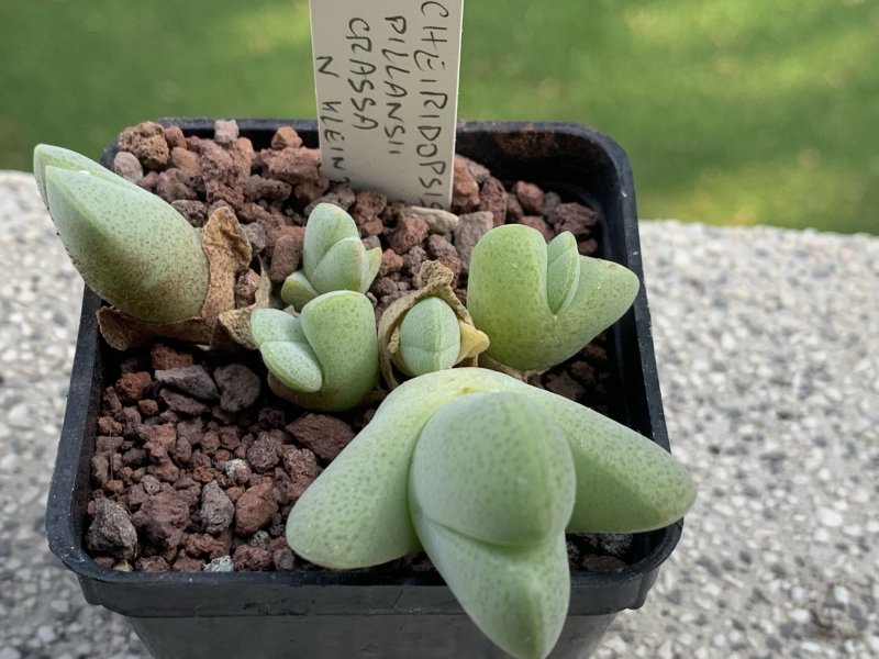 cheiridopsis pillansii v. crassa