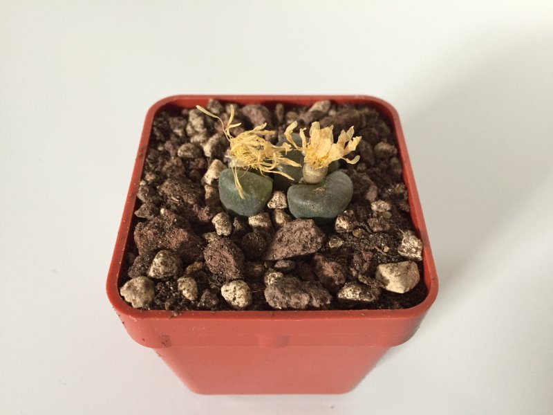 Conophytum australe 