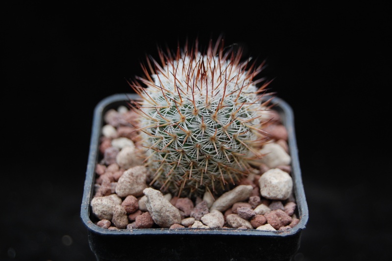 Mammillaria haageana ssp. schmollii AvZ 209