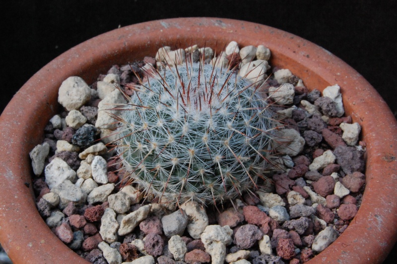 Mammillaria hahniana ML 496