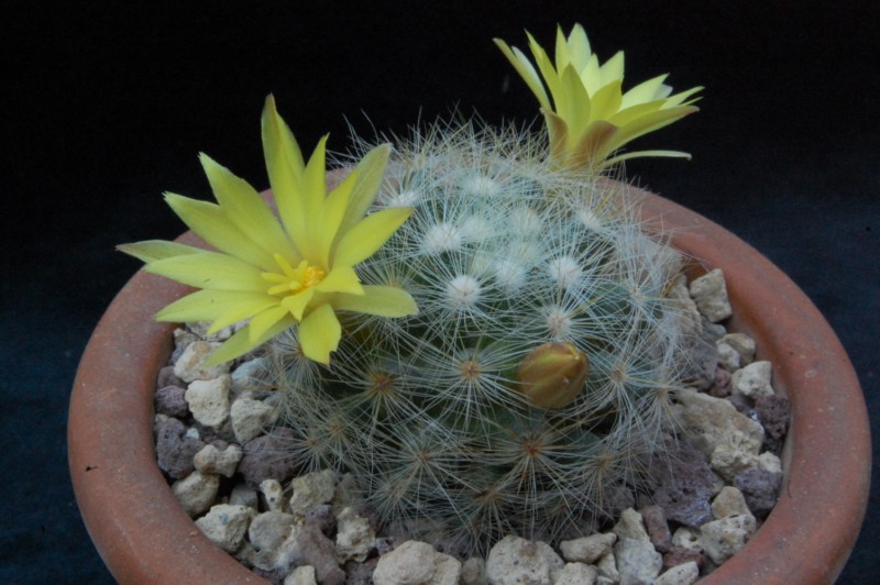 Mammillaria baumii MK 100.327