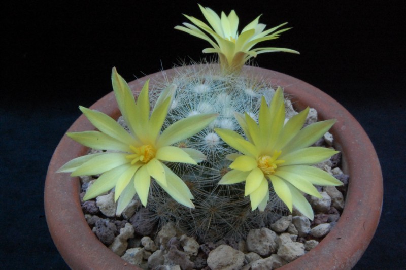 Mammillaria baumii MK 100.327