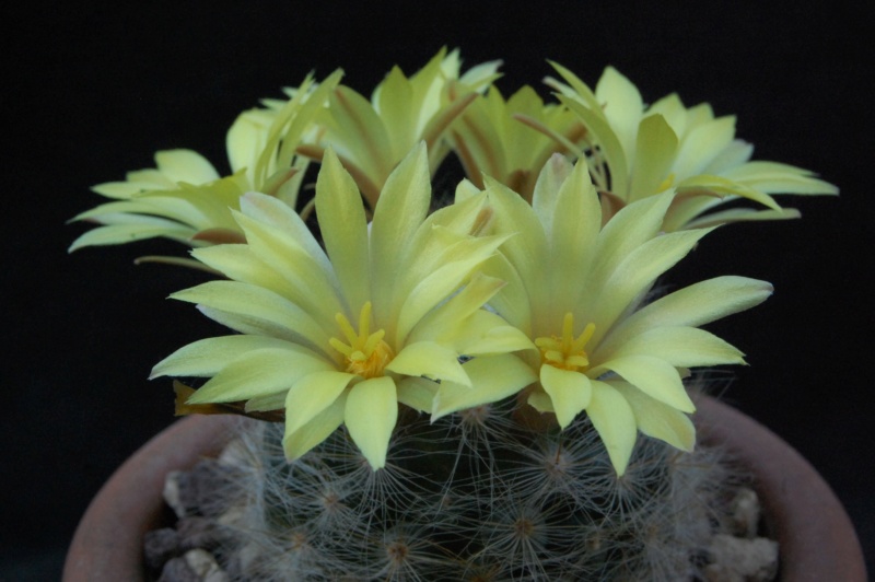 Mammillaria baumii MK 100.327