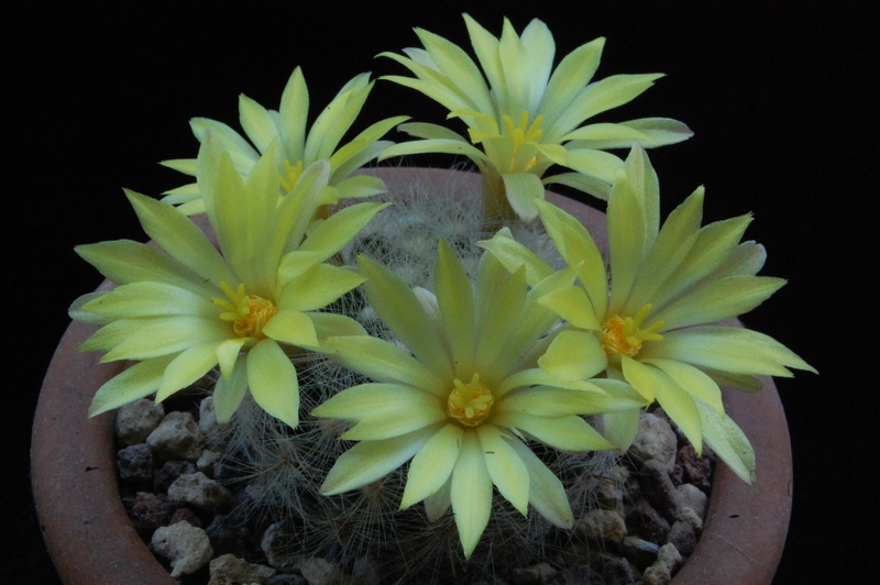 Mammillaria baumii MK 100.327