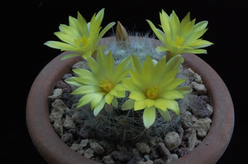 Mammillaria baumii MK 100.327