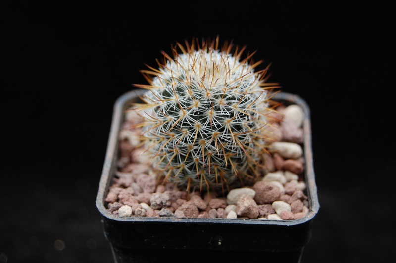 Mammillaria haageana ssp. acultzingensis forma TL 159