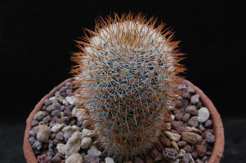 Mammillaria haageana ssp. acultzingensis forma TL 159