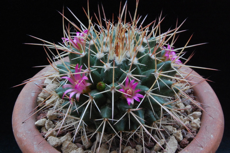 Mammillaria compressa ssp. centralifera ML 497