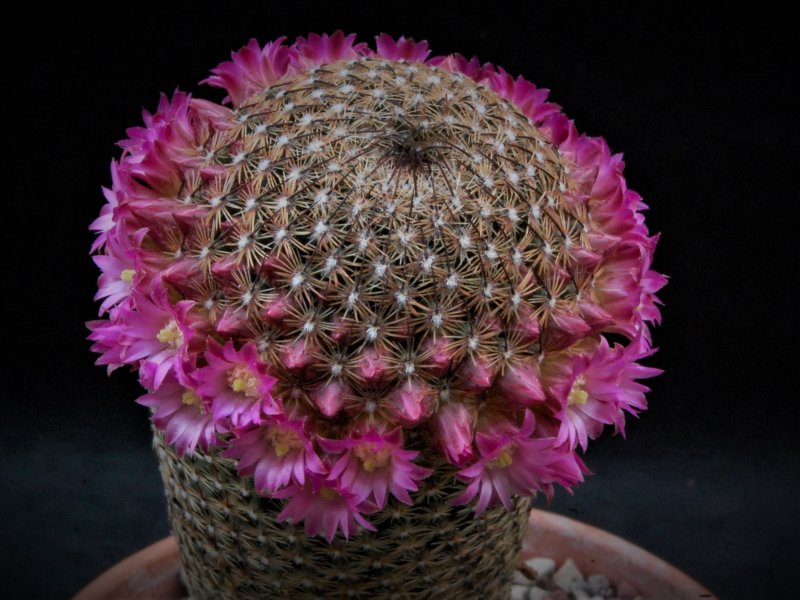 Mammillaria matudae MZ 958