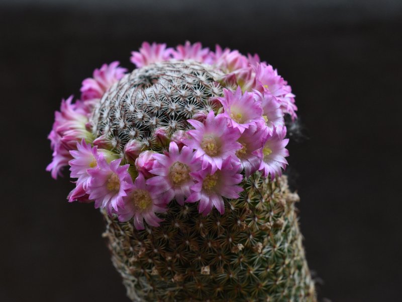 Mammillaria matudae MZ 968