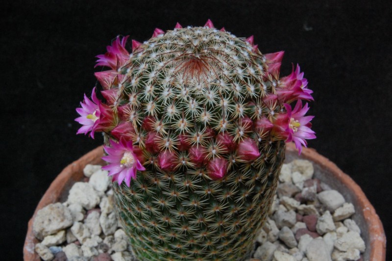Mammillaria matudae MZ 958