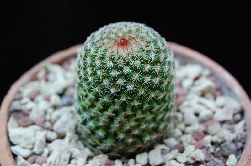 Mammillaria matudae MZ 958