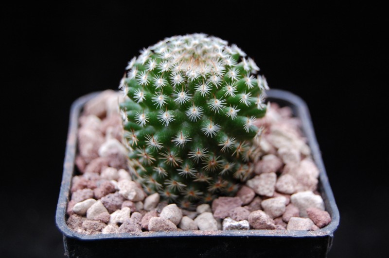 Mammillaria matudae MZ 958