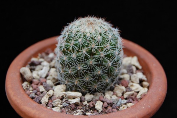 Mammillaria gueldemanniana 