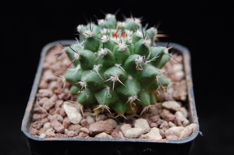 Mammillaria karwinskiana ssp. nejapensis AvZ 222