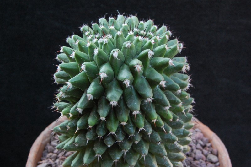 Mammillaria karwinskiana ssp. nejapensis AvZ 222