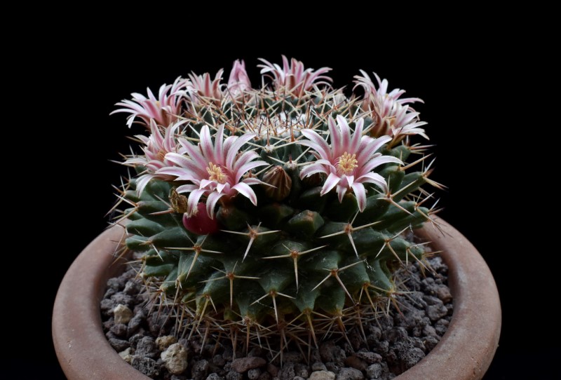 Mammillaria roseoalba ROG 589