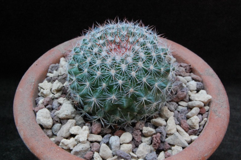 Mammillaria temorisensis ROG 709