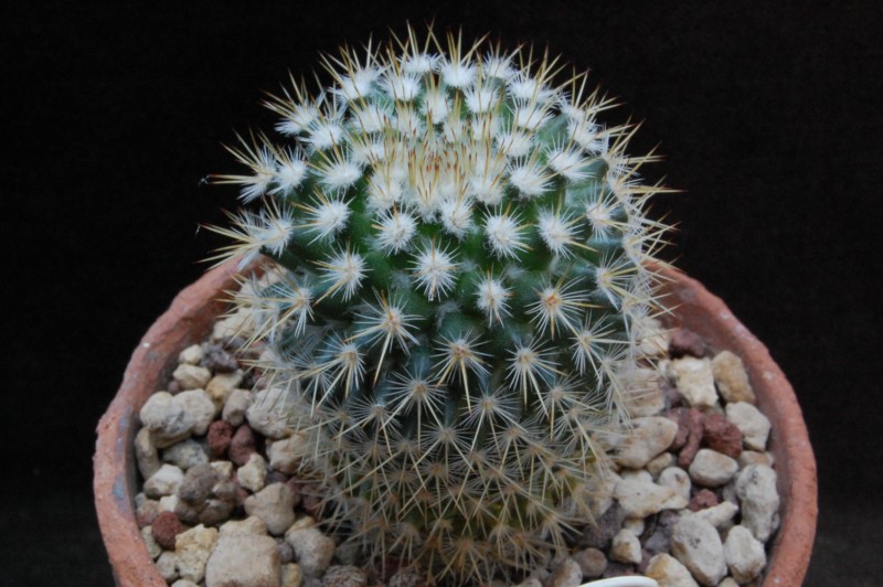 Mammillaria columbiana v. albescens REP 2229