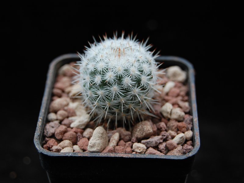 Mammillaria cadereytensis ROG 564