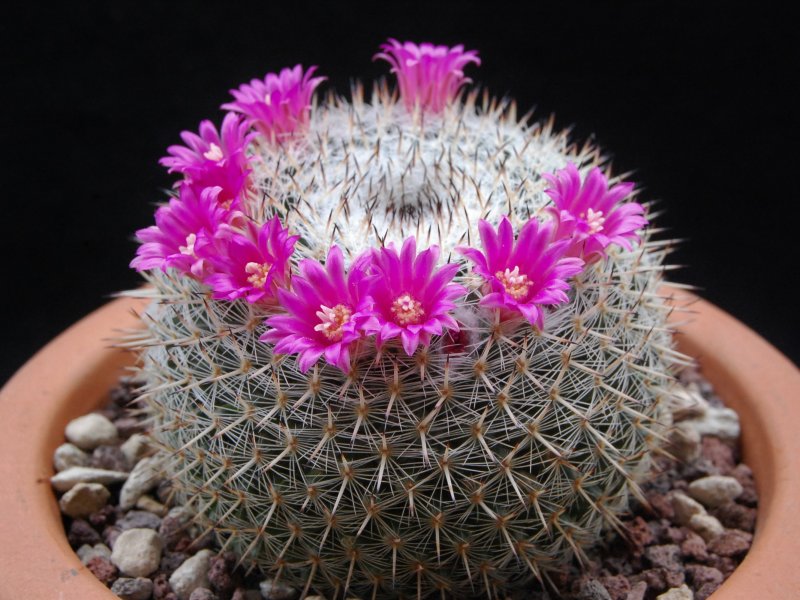 Mammillaria cadereytensis ROG 564