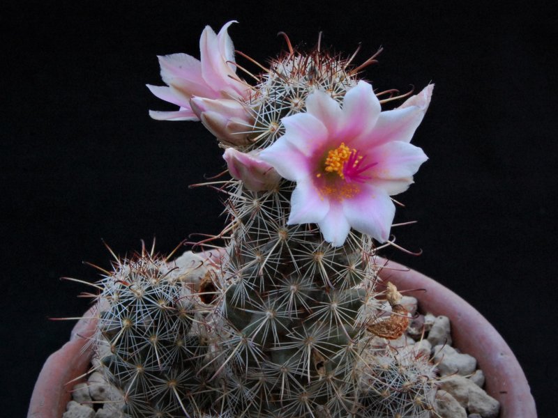 Mammillaria thornberi 