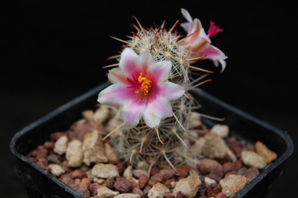 Mammillaria thornberi 