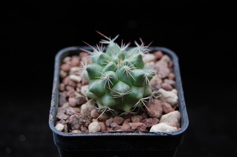 mammillaria miegiana forma
