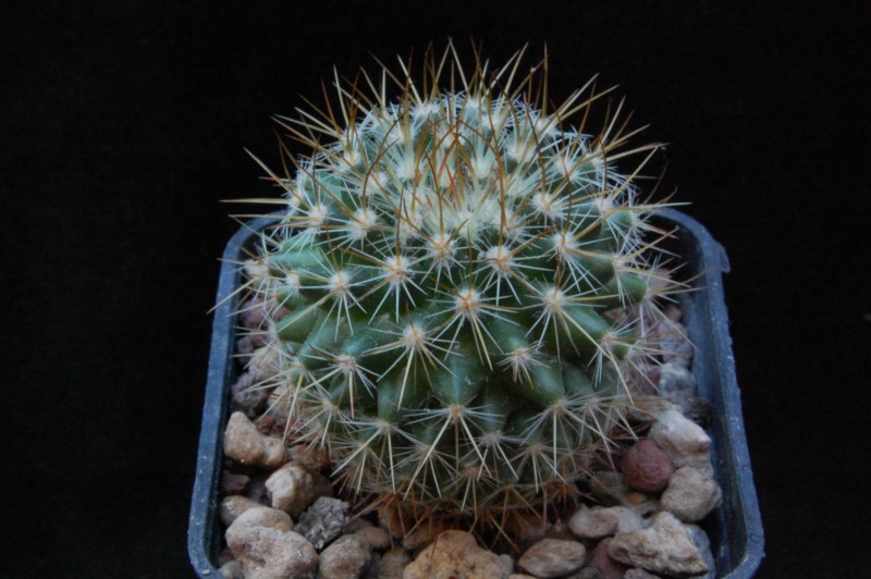 Mammillaria wiesingeri H.O. 355