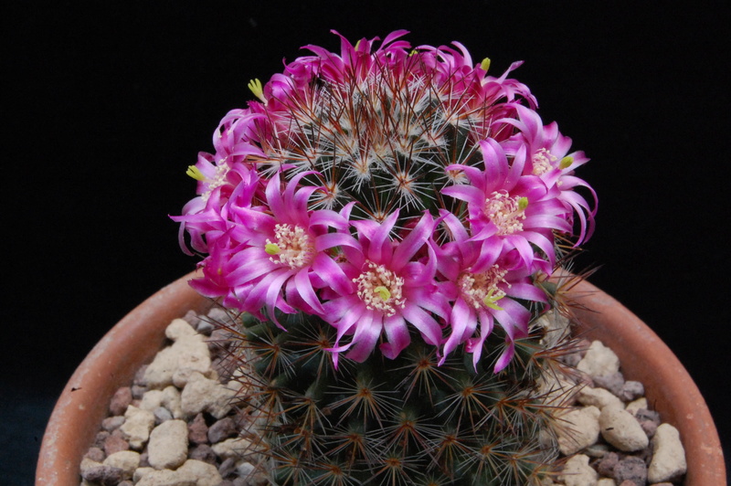 Mammillaria centraliplumosa TL 856