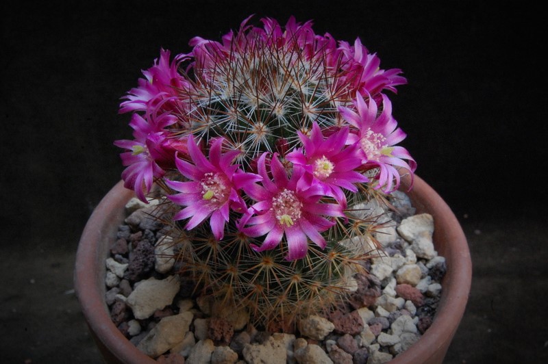 Mammillaria centraliplumosa TL 856