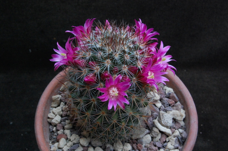 Mammillaria centraliplumosa TL 856