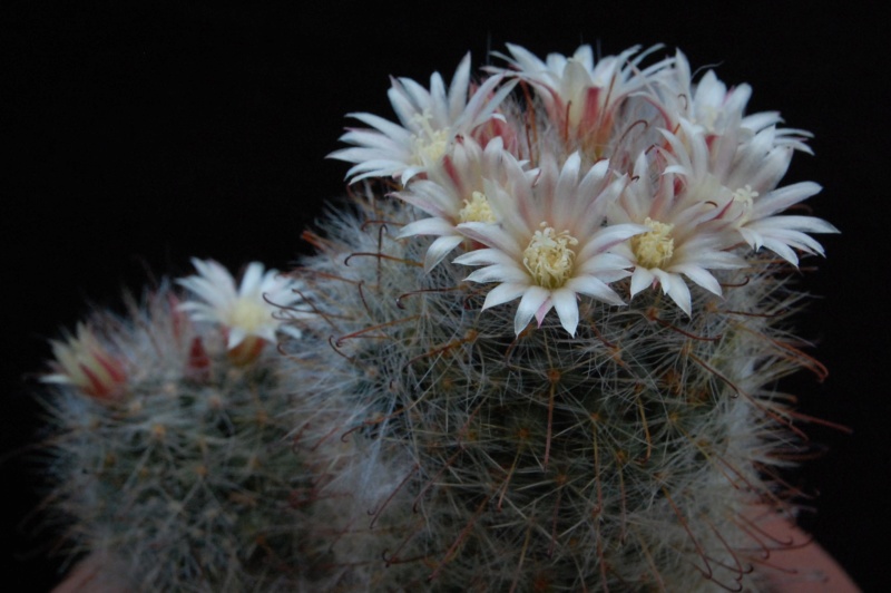 Mammillaria knebeliana SB 29