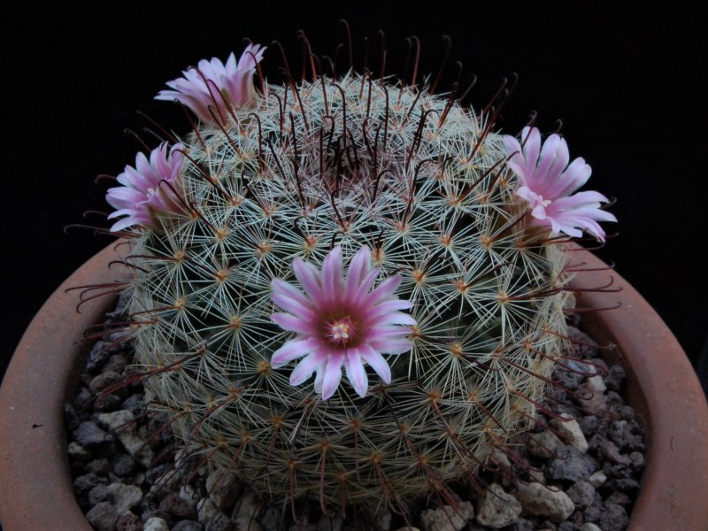 Mammillaria jaliscana LAU 1048