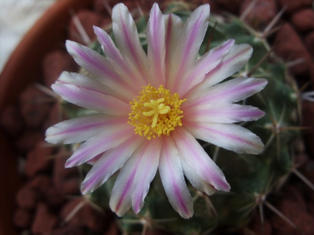 Thelocactus saussieri 