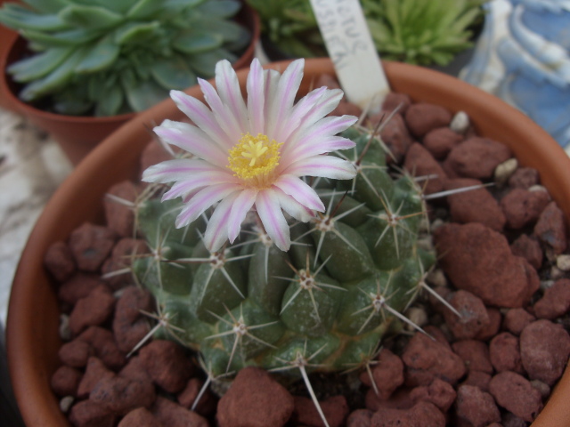 Thelocactus saussieri 