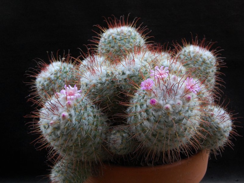 Mammillaria bombycina REP 2315