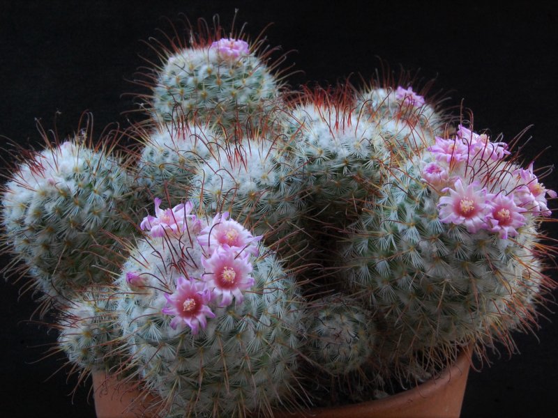 Mammillaria bombycina 