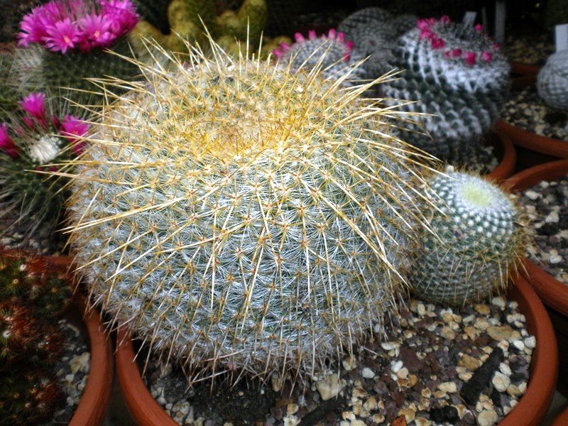 Mammillaria muehlenpfordtii LAU 1488