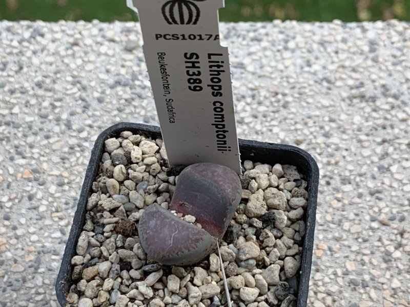 Lithops comptonii SH389