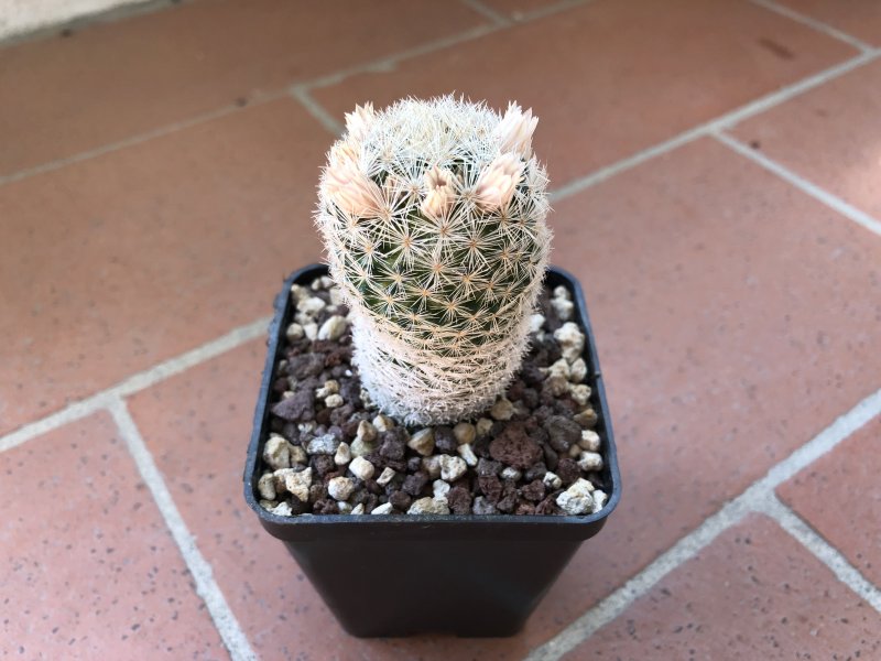 Mammillaria egregia 