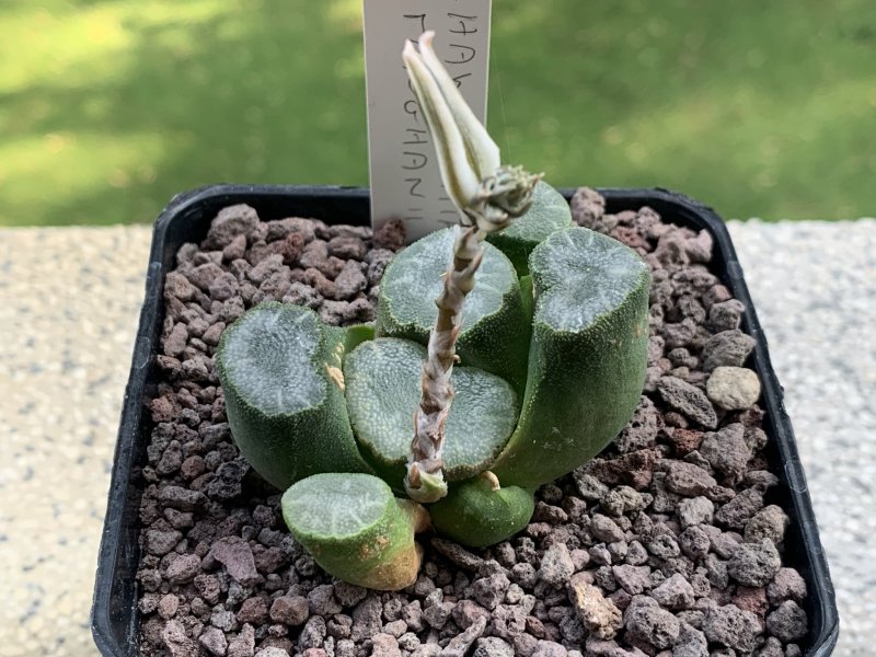 Haworthia maughanii 