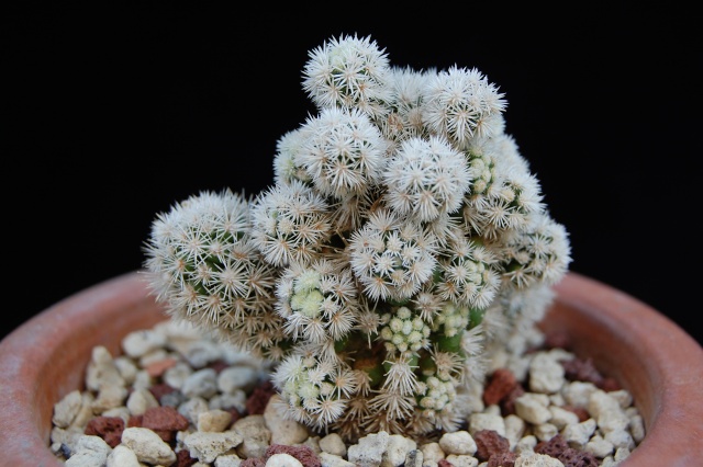 Mammillaria vetula ssp. gracilis cv. arizona snowcap 